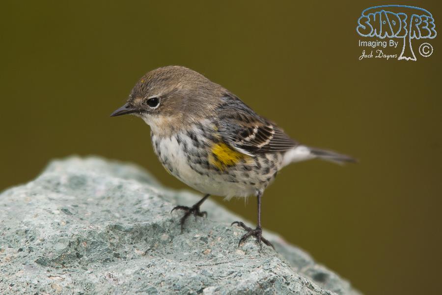 Yellow-Rumped Warbler - Setophaga coronata auduboni