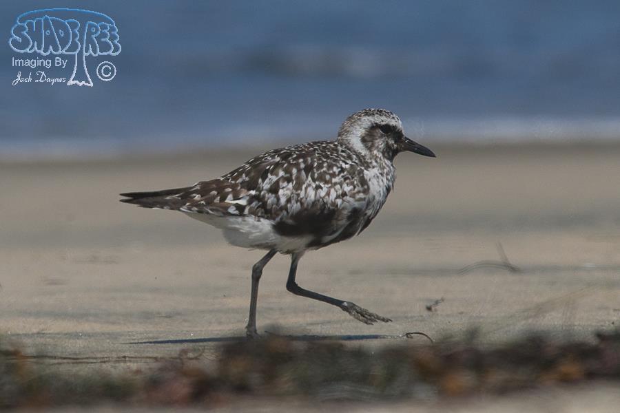Black-Bellied Plover - Pluvialis squatarola