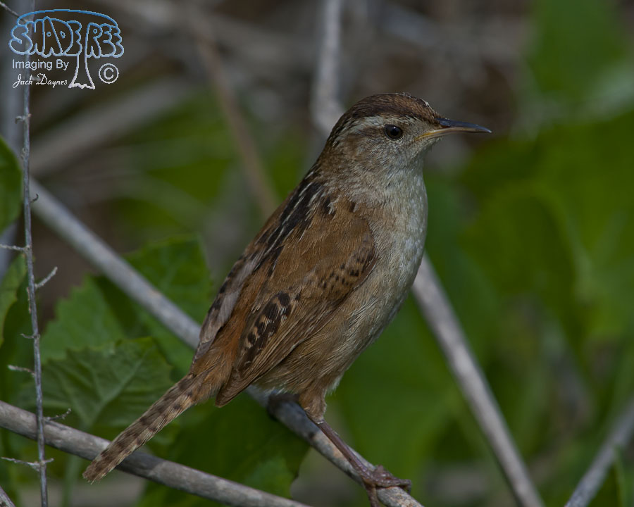 Marsh Wren - Cistothorus palustris