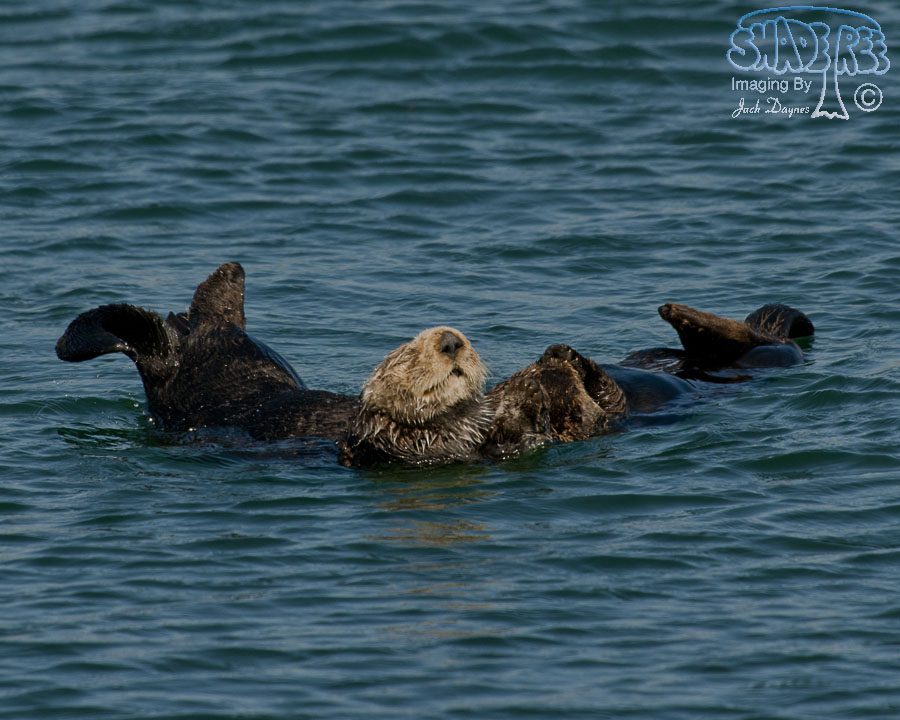 Sea Otter - Enhydra lutris
