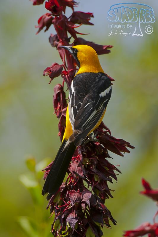 Hooded Oriole - Icterus cucullatus