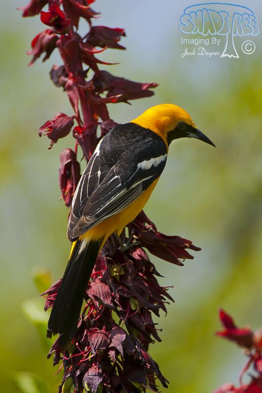 Hooded Oriole - Icterus cucullatus