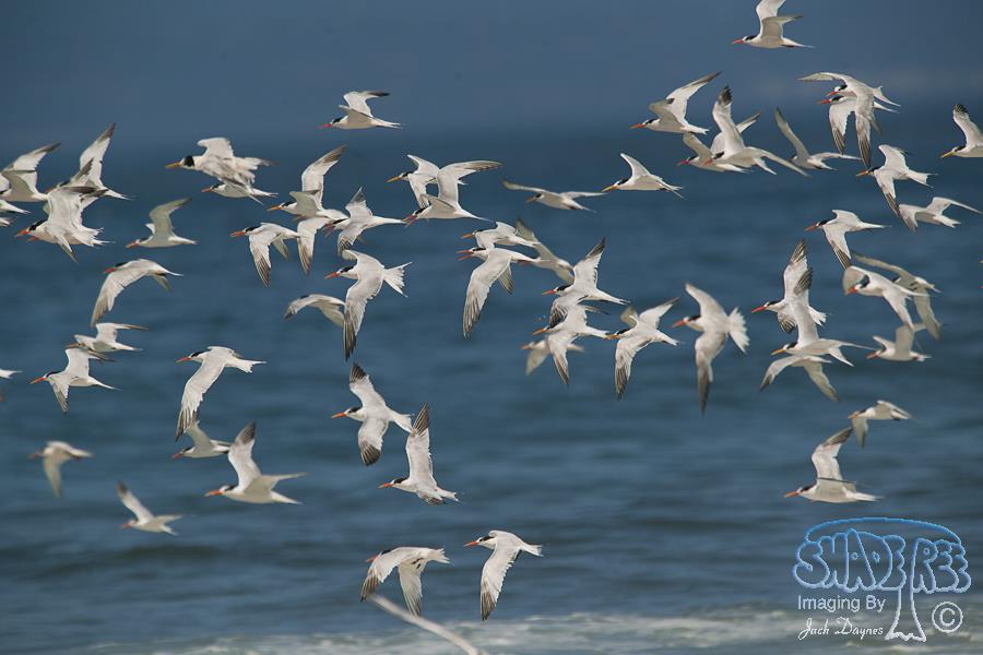Elegant Tern - Thalasseus elegans