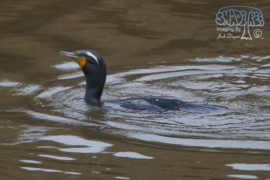 Double-Crested Cormorant - Phalacrocorax auritus