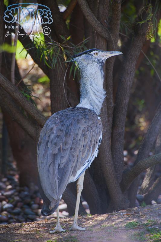 Kori Bustard - Ardeotis kori