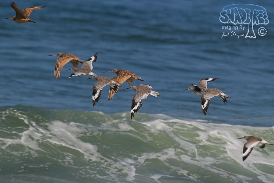 Willet - Tringa semipalmata