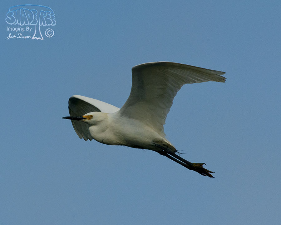 Snowy Egret - Egretta thula