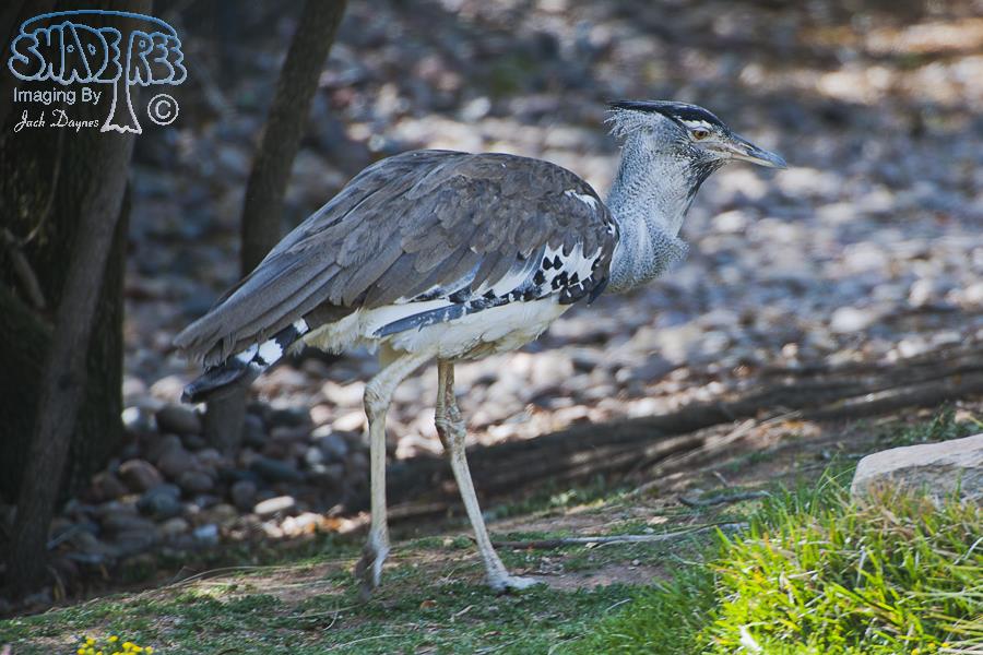 Kori Bustard - Ardeotis kori