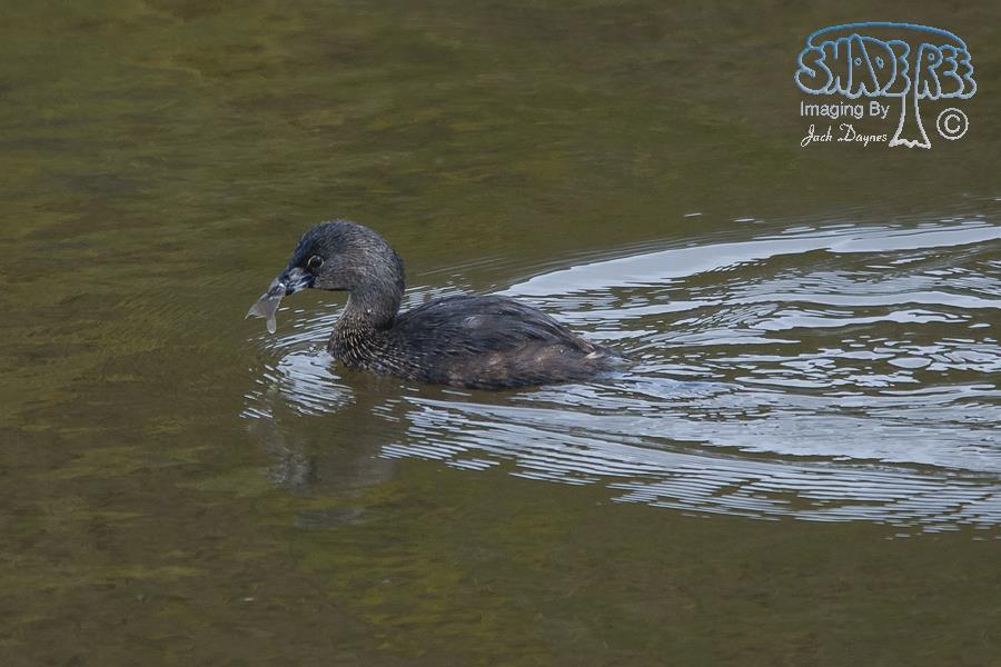 Pied-Billed Grebe - Podilymbus podiceps