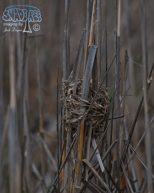 Marsh Wren - Cistothorus palustris