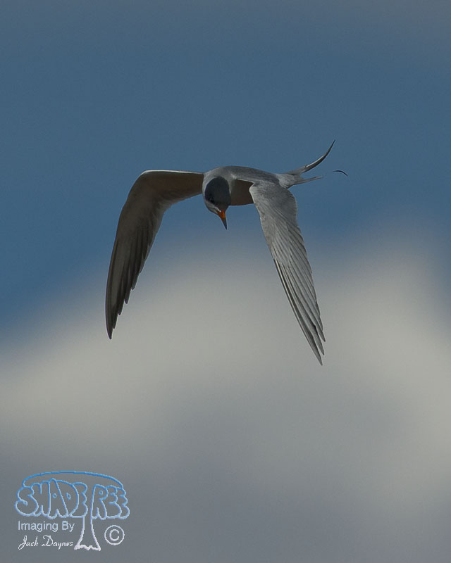 Forster's Tern - Sterna forsteri