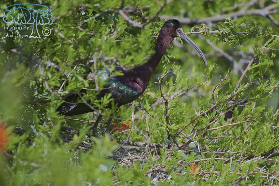 White-Faced Ibis - Plegadis chihi