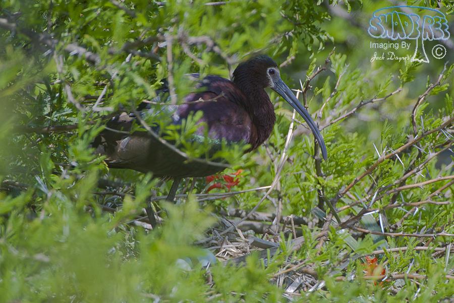 White-Faced Ibis - Plegadis chihi