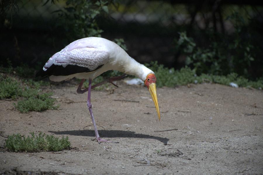 Yellow-Billed Stork - Mycteria ibis