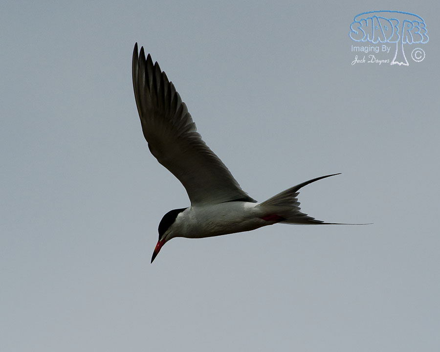 Forster's Tern - Sterna forsteri