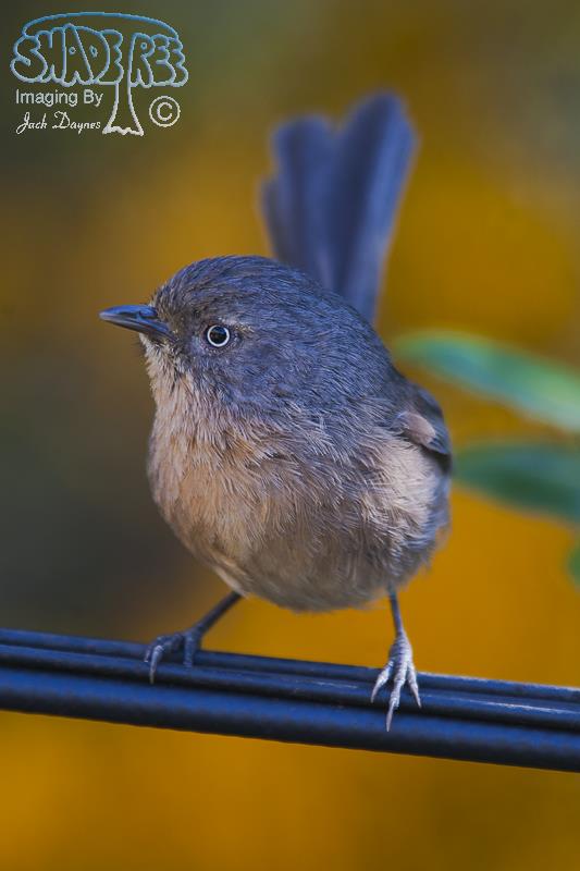 Wrentit - Chamaea fasciata