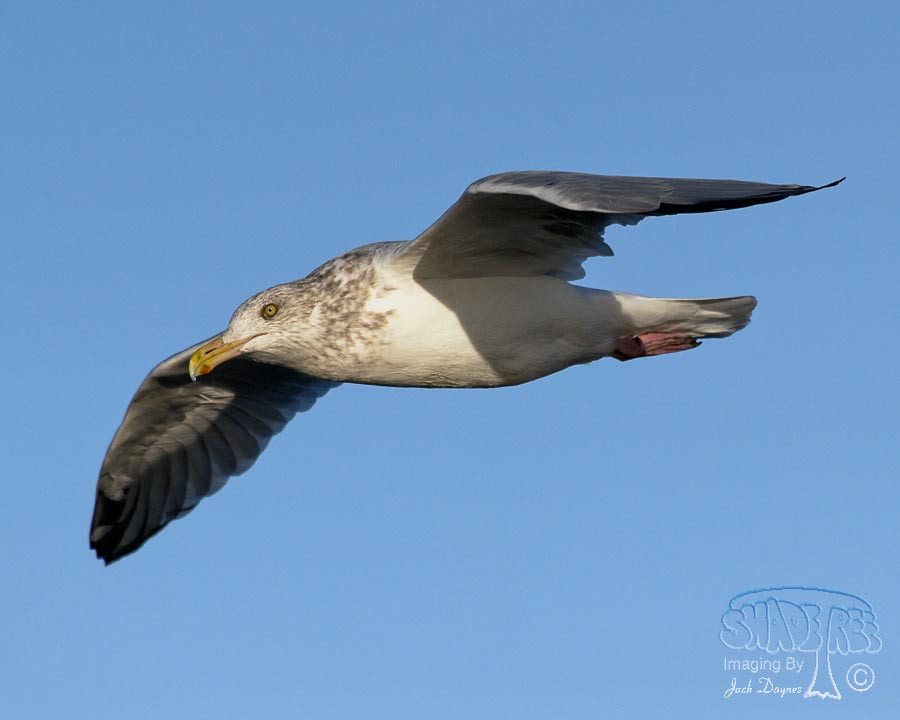 Herring Gull - Larus argentatus