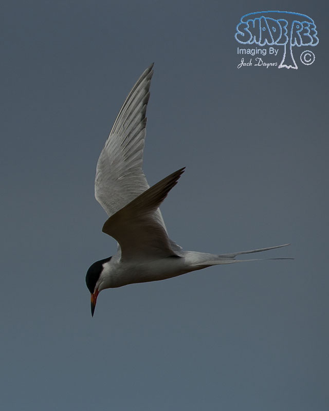 Forster's Tern - Sterna forsteri