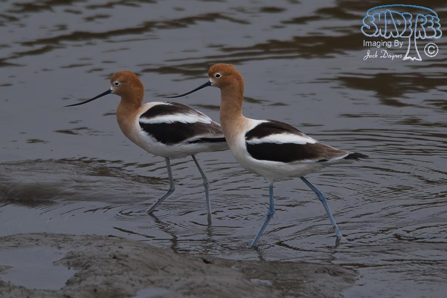 American Avocet - Recurvirostra americana