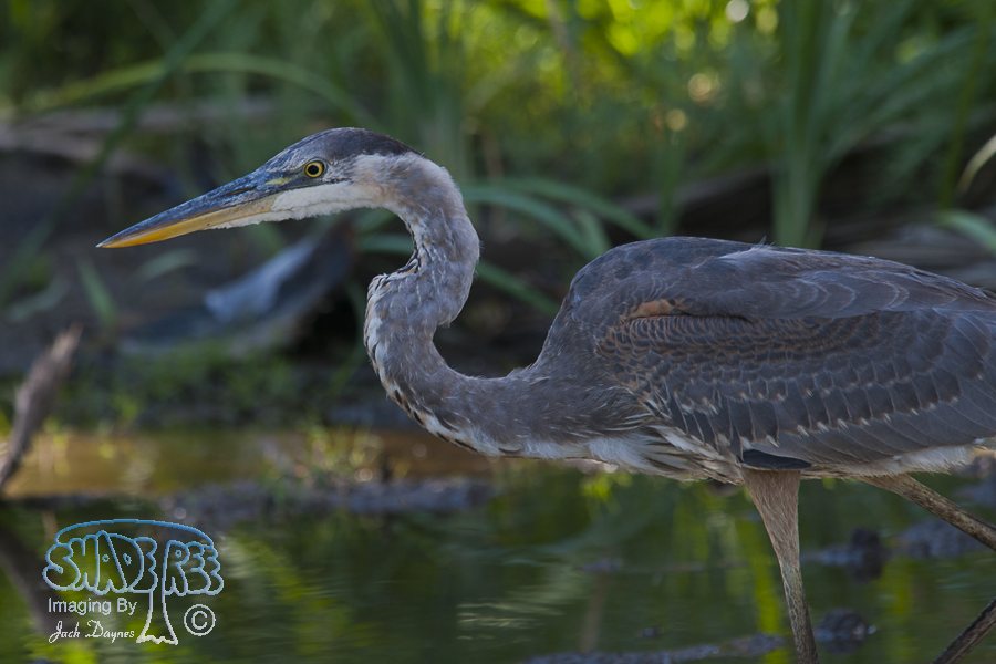 Great Blue Heron - Ardea herodias