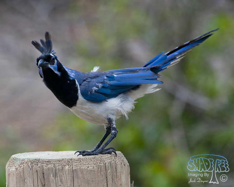 Black-Throated Magpie-Jay - Calocitta colliei