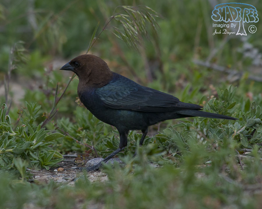 Brown-Headed Cowbird - Molothrus ater