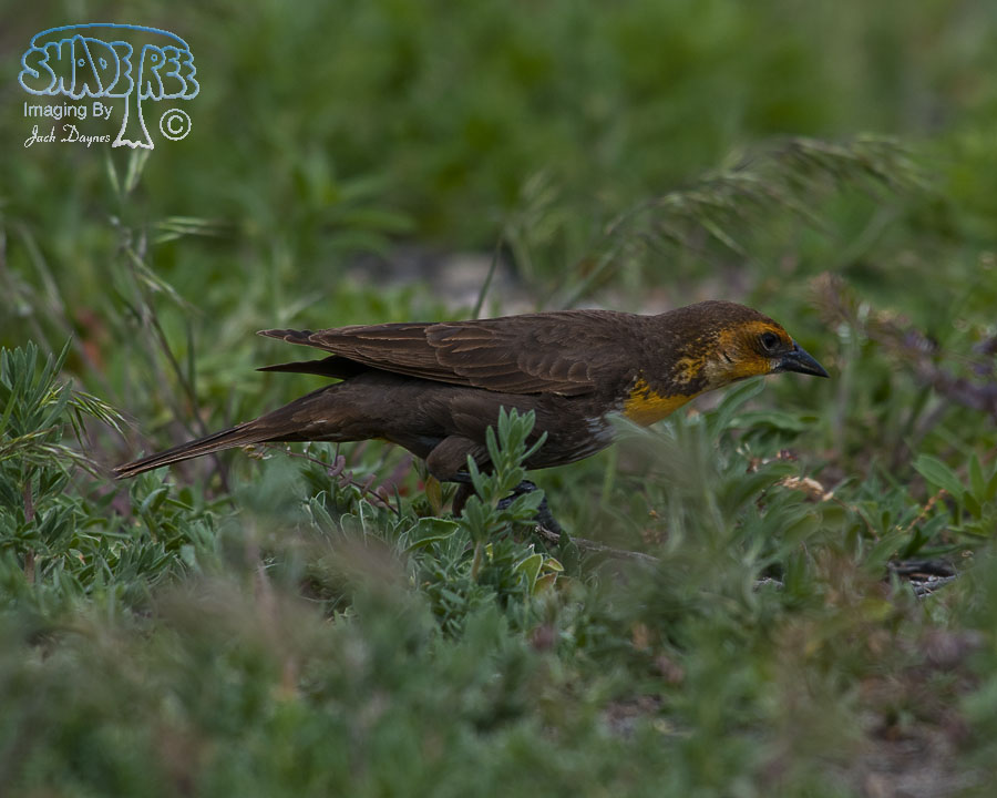 Yellow-Headed Blackbird - Xanthocephalus xanthocephalus