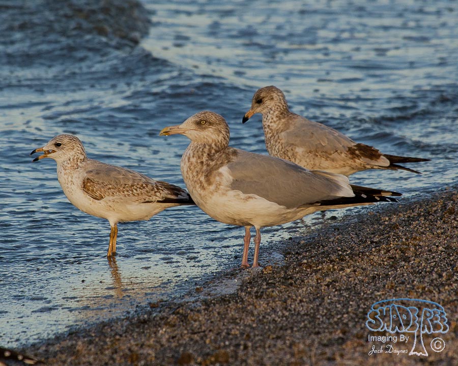 Herring Gull - Larus argentatus