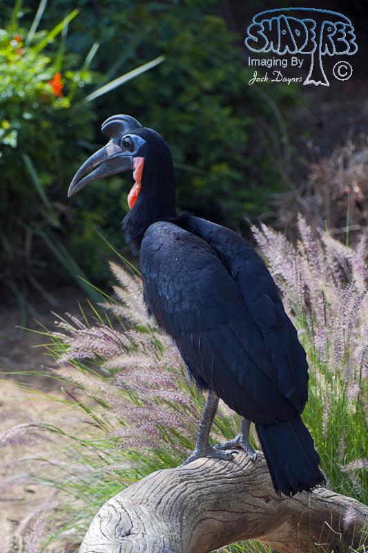 Northern Ground Hornbill - Bucorvus abyssinicus