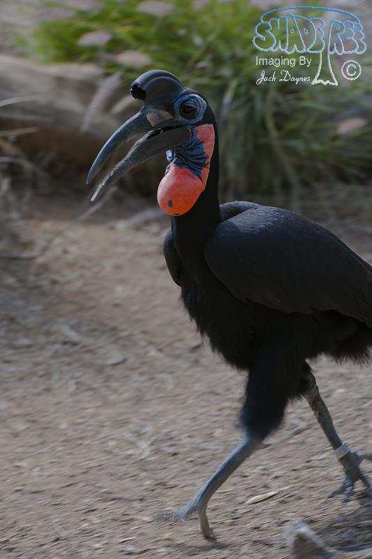 Northern Ground Hornbill - Bucorvus abyssinicus