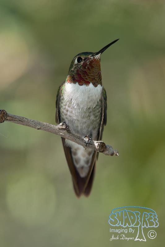 Broad-Tailed Hummingbird - Selasphorus platycercus