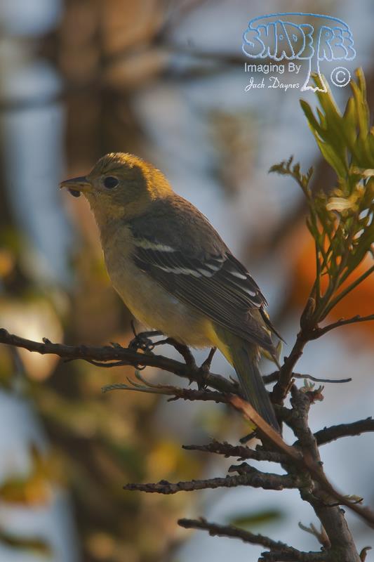 Western Tanager - Piranga ludoviciana