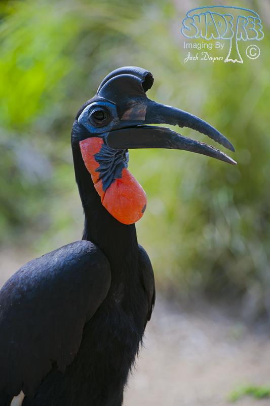 Northern Ground Hornbill - Bucorvus abyssinicus