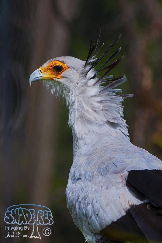 Secretarybird - Sagittarius serpentarius