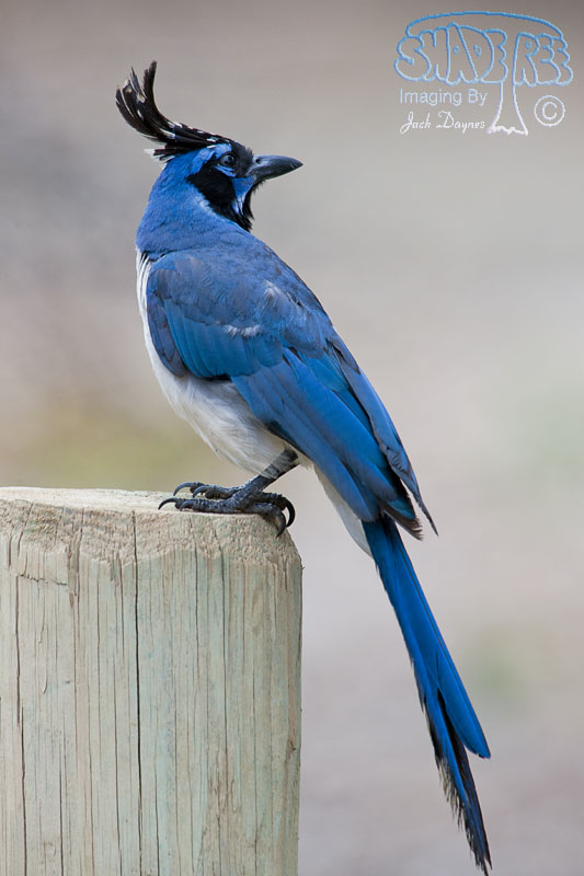 Black-Throated Magpie-Jay - Calocitta colliei