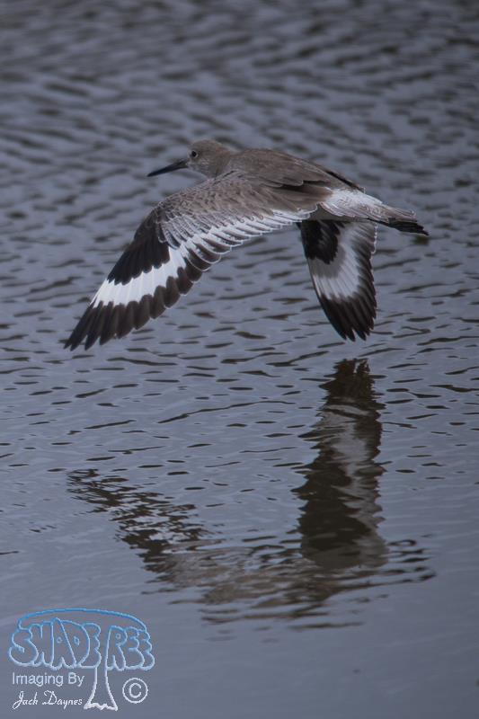 Willet - Tringa semipalmata
