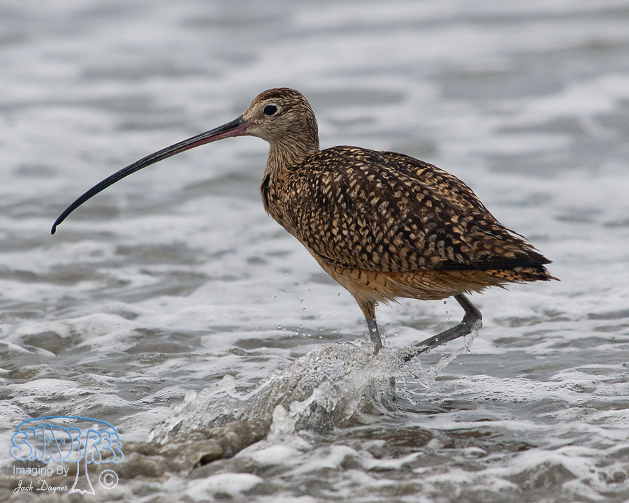 Long-Billed Curlew - Numenius americanus