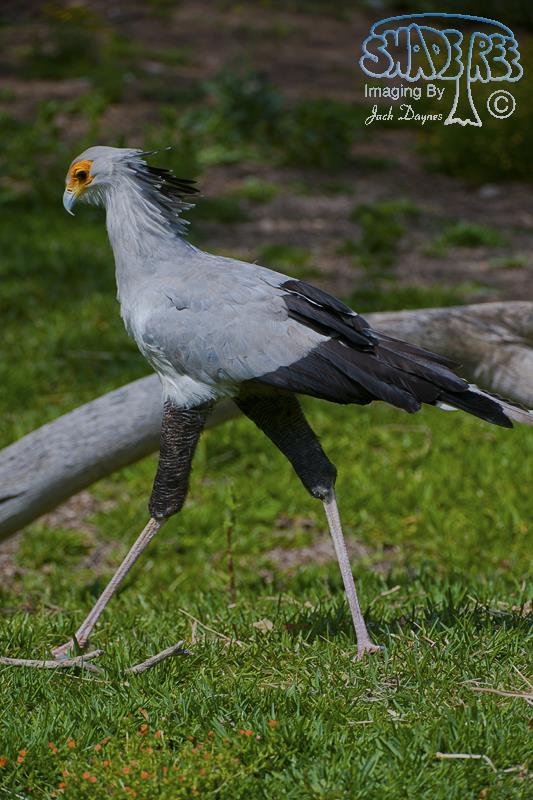 Secretarybird - Sagittarius serpentarius