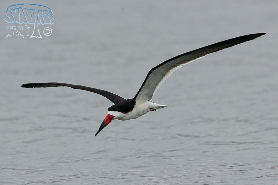 Black Skimmer - Rynchops niger