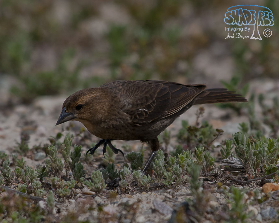 Brown-Headed Cowbird - Molothrus ater