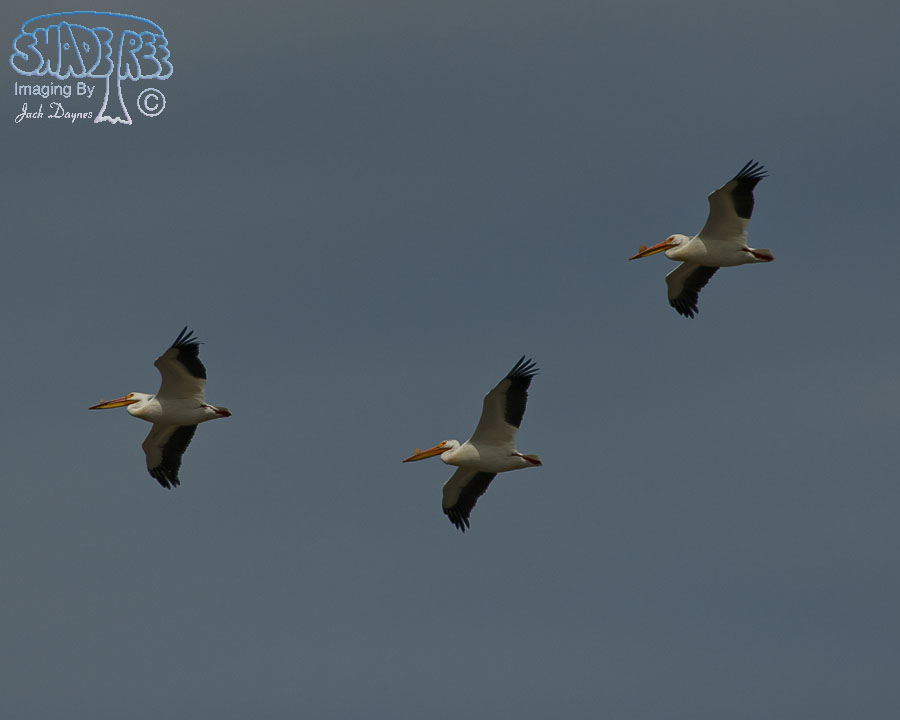American White Pelican - Pelecanus erythrorhynchos