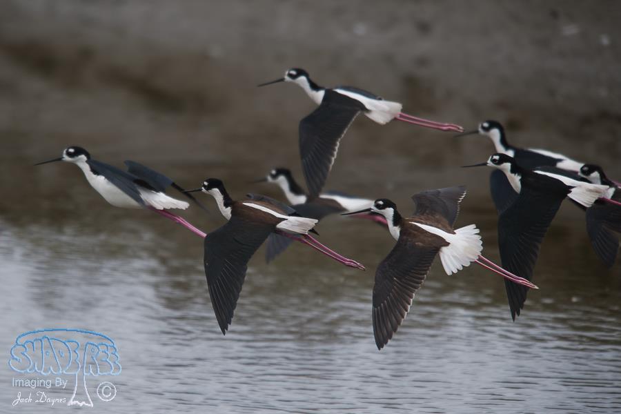 Black-Necked Stilt - Himantopus mexicanus