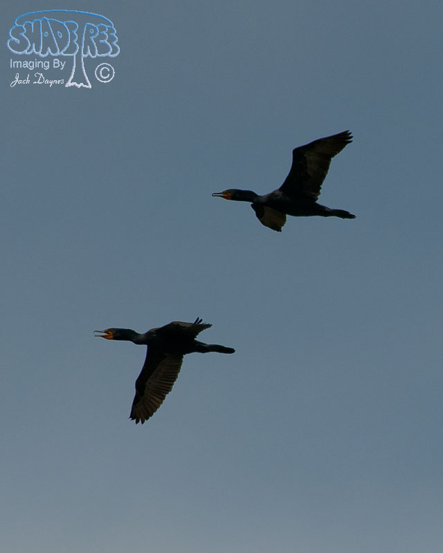 Double-Crested Cormorant - Phalacrocorax auritus