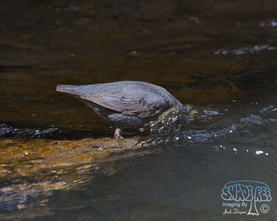 American Dipper - Cinclus mexicanus
