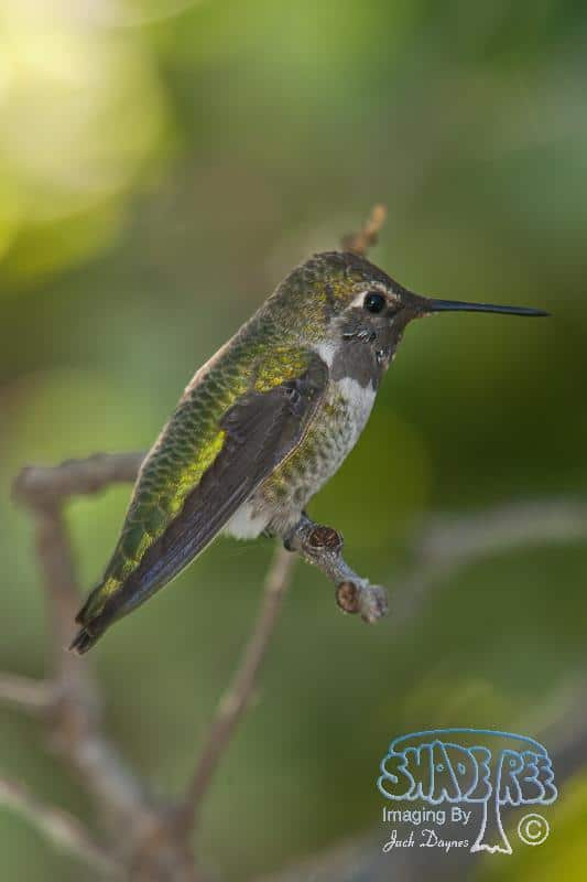 Anna's Hummingbird - Calypte anna