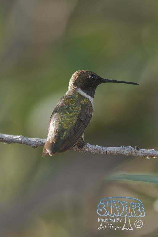 Black-Chinned Hummingbird - Archilochus alexandri