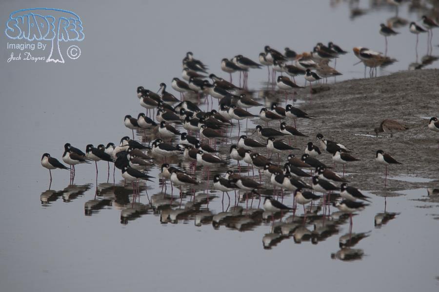 Black-Necked Stilt - Himantopus mexicanus