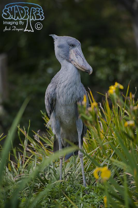 Shoe-Billed Stork - Balaeniceps rex