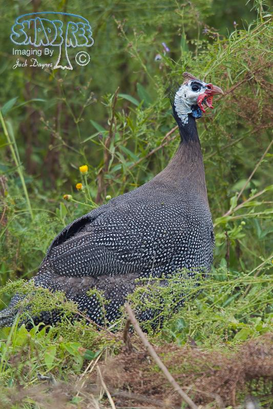 Helmeted Guineafowl - Numida meleagris