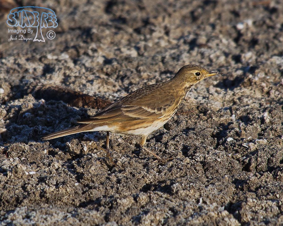 American Pipit - Anthus rubescens